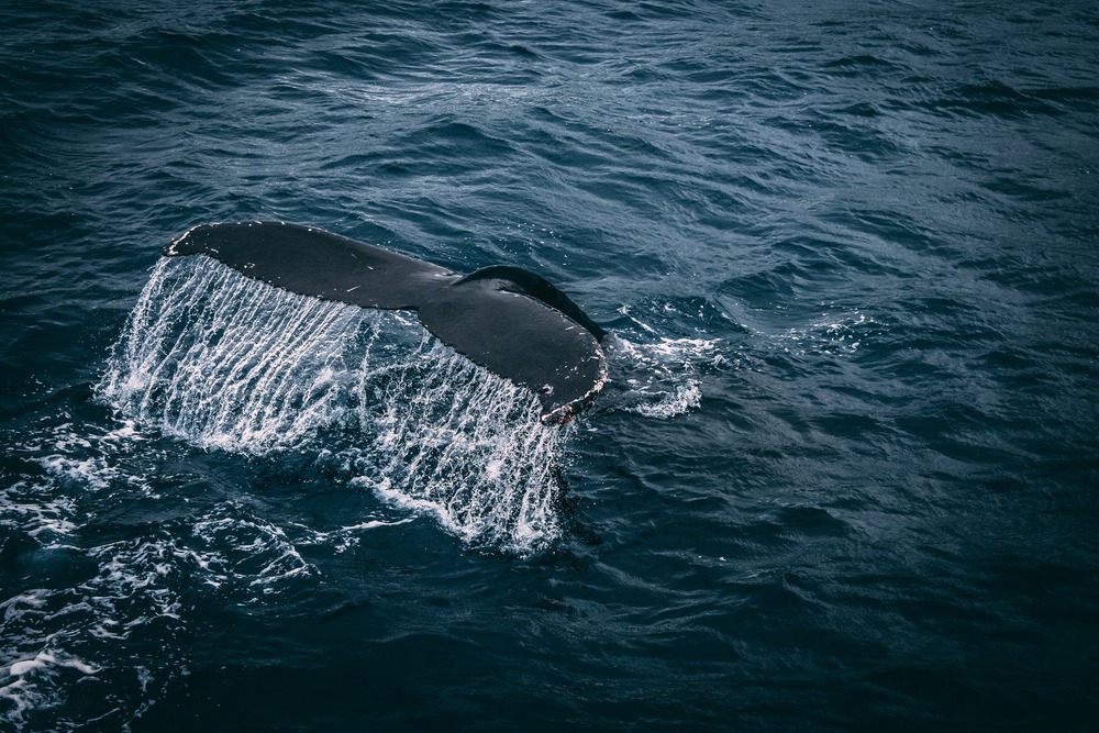 whale watching wexford